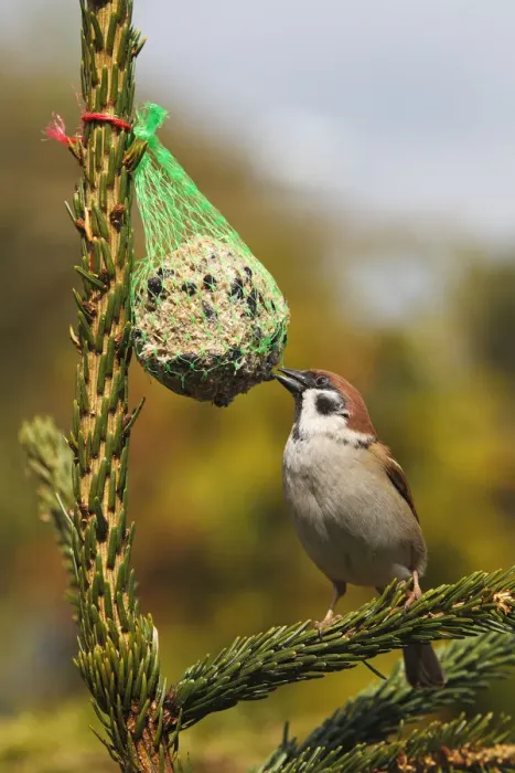 Framed Print : Eurasian Tree Sparrow -Passer montanus- on a birdseed ball, Schleswig-Holstein, Germany, Europe