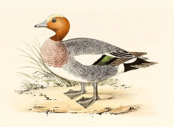 Eurasian Wigeon, 19 century science illustration