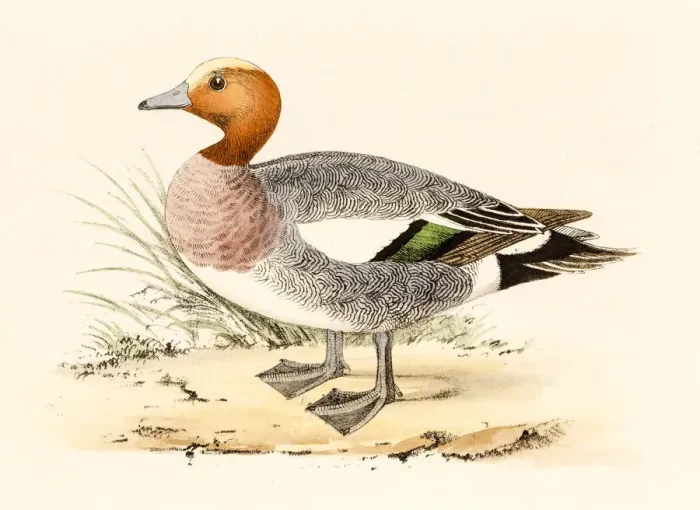 Framed Print : Eurasian Wigeon, 19 century science illustration Framed Print : Eurasian Wigeon, 19 century science illustration