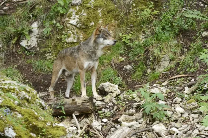 Framed Print : Eurasian Wolf -Canis lupus lupus-, Jura, Switzerland, Europe Framed Print : Eurasian Wolf -Canis lupus lupus-, Jura, Switzerland, Europe