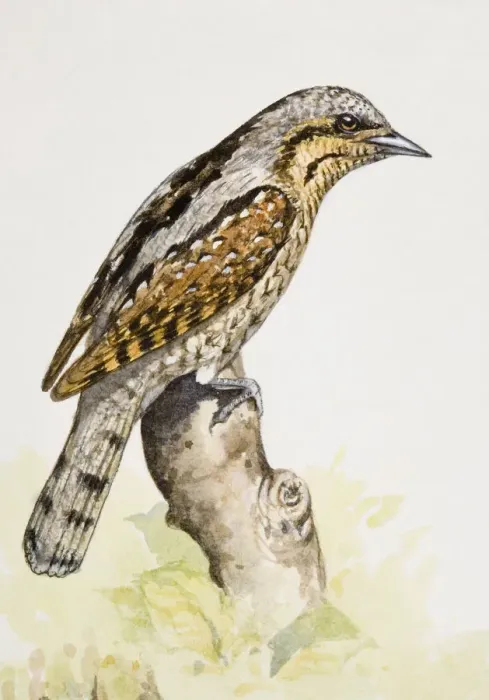 Framed Print : Eurasian wryneck (Jynx torquilla), perching on a branch, side view