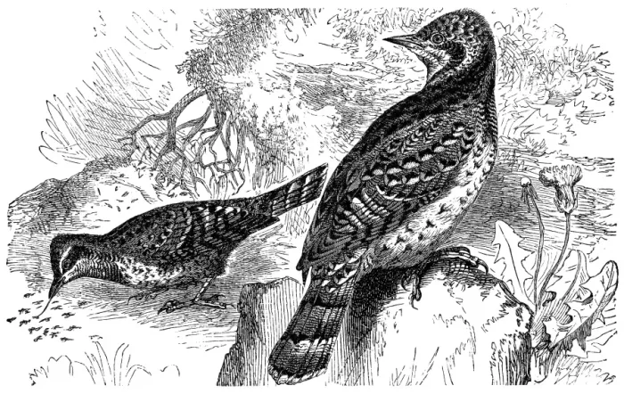 Framed Print : Eurasian wryneck (Jynx torquilla) Framed Print : Eurasian wryneck (Jynx torquilla)