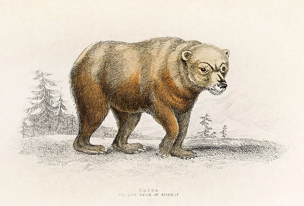 European bear engraving 1855