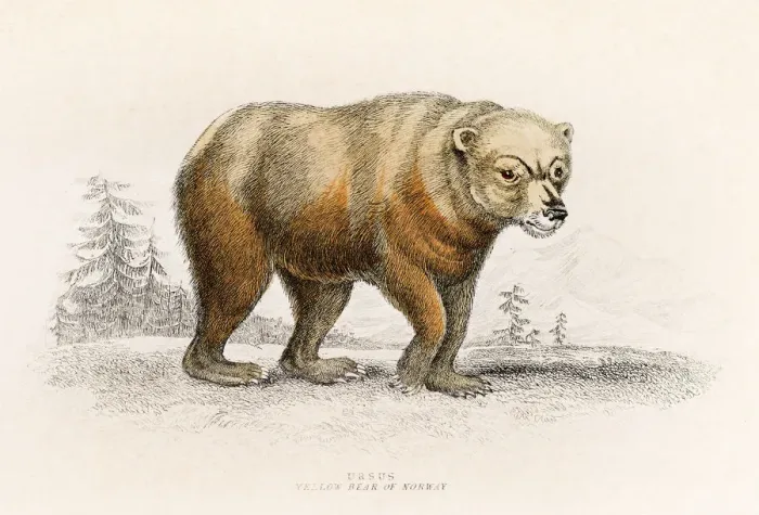 Framed Print : European bear engraving 1855 Framed Print : European bear engraving 1855