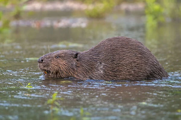 European Beaver -Castor fiber-, foraging, diurnal, Middle Elbe, Saxony-Anhalt, Germany