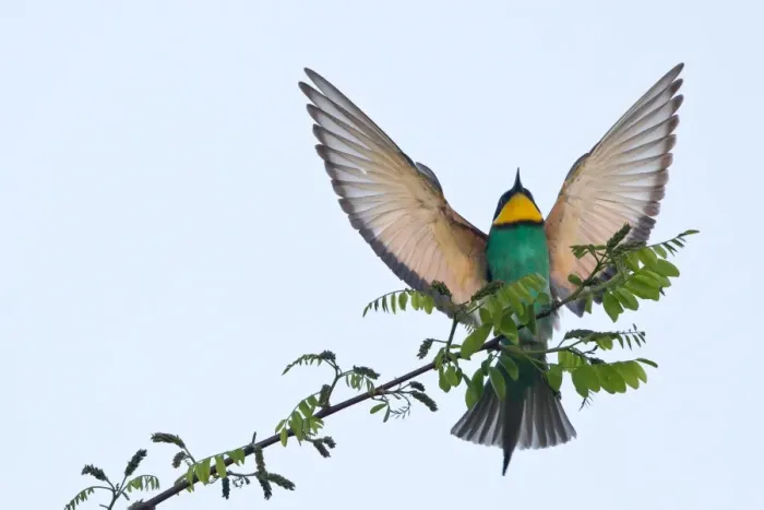 Framed Print : European Bee-Eater -Merops apiaster-, landing approach on twig, Saxony-Anhalt, Germany