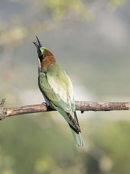 European Bee-eater (Merops apiaster) pair on branch eating a wasp. Spain