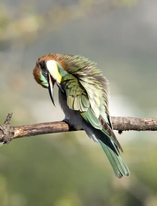 Framed Print : European Bee-eater (Merops apiaster). Bird taking off parasites on a branch with its beak. Spain Framed Print : European Bee-eater (Merops apiaster). Bird taking off parasites on a branch with its beak. Spain
