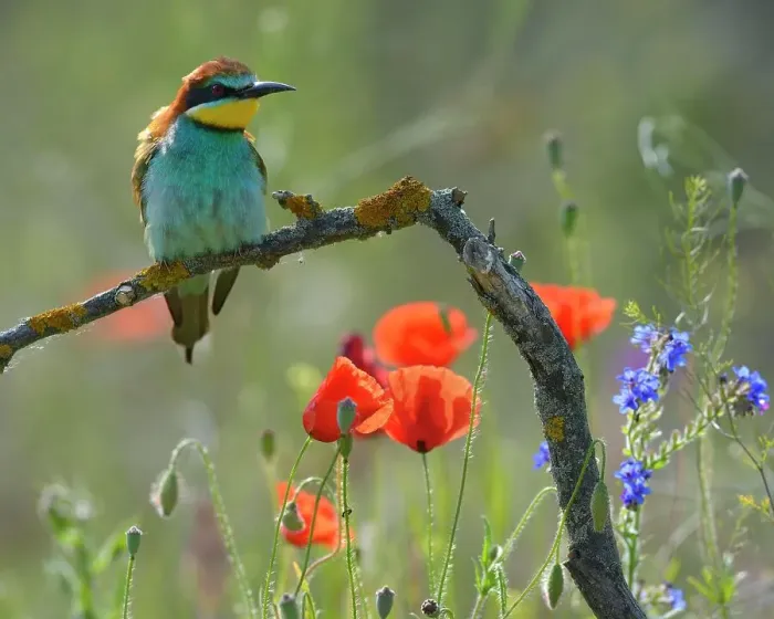 Framed Print : European Bee-eater (Merops apiaster), perched on a branch in a flowering meadow, Kiskunsag National Park, Hungary Framed Print : European Bee-eater (Merops apiaster), perched on a branch in a flowering meadow, Kiskunsag National Park, Hungary