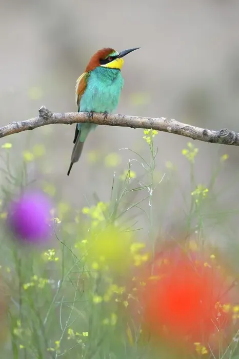 Framed Print : European Bee-eater (Merops apiaster), perched on a branch in a flowering meadow, Kiskunsag National Park, Hungary Framed Print : European Bee-eater (Merops apiaster), perched on a branch in a flowering meadow, Kiskunsag National Park, Hungary