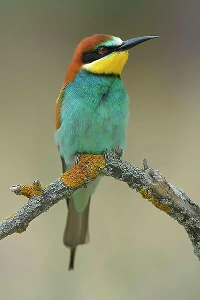 European Bee-eater (Merops apiaster), male resting, perched on a branch, Kiskunsag National Park, Hungary