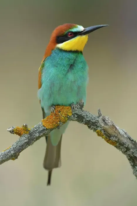 Framed Print : European Bee-eater (Merops apiaster), male resting, perched on a branch, Kiskunsag National Park, Hungary Framed Print : European Bee-eater (Merops apiaster), male resting, perched on a branch, Kiskunsag National Park, Hungary