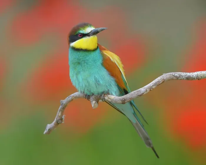 Framed Print : European bee-eater (Merops apiaster), male sitting on perch, poppy meadow, Kiskunsag National Park, Hungary Framed Print : European bee-eater (Merops apiaster), male sitting on perch, poppy meadow, Kiskunsag National Park, Hungary