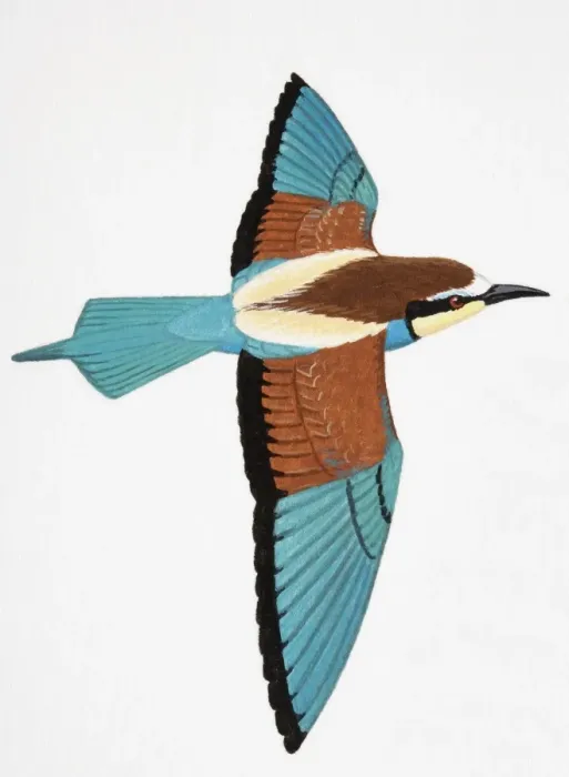 Framed Print : European Bee-eater (Merops apiaster), adult Framed Print : European Bee-eater (Merops apiaster), adult