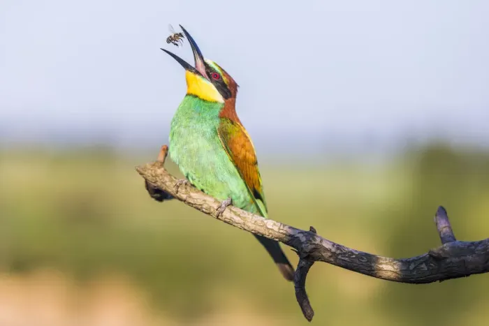 Framed Print : European bee-eater - Merops apiaster - with bee on a branch in the morning Framed Print : European bee-eater - Merops apiaster - with bee on a branch in the morning