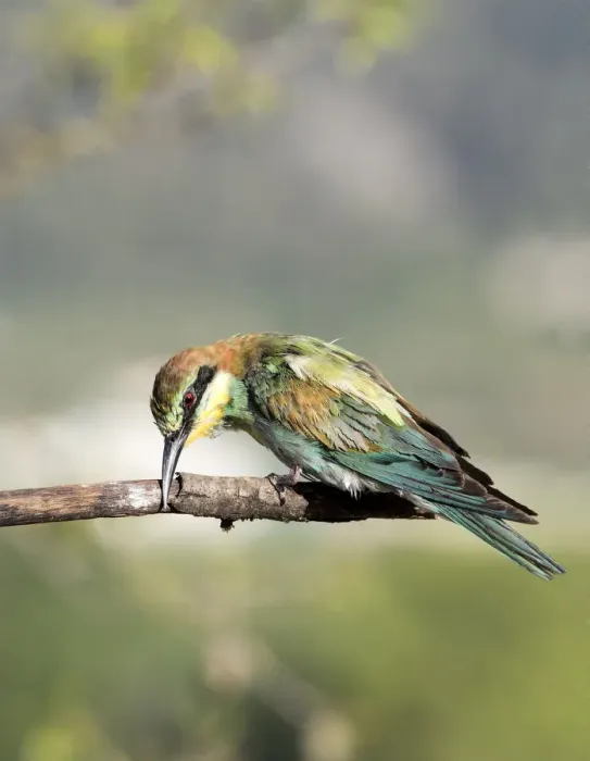 Framed Print : European Bee-eater (Merops apiaster) on a branch rubbing peak. Spain Framed Print : European Bee-eater (Merops apiaster) on a branch rubbing peak. Spain