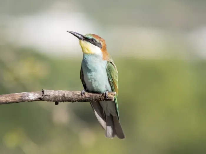 Framed Print : European Bee-eater (Merops apiaster) pair on branch. Spain Framed Print : European Bee-eater (Merops apiaster) pair on branch. Spain