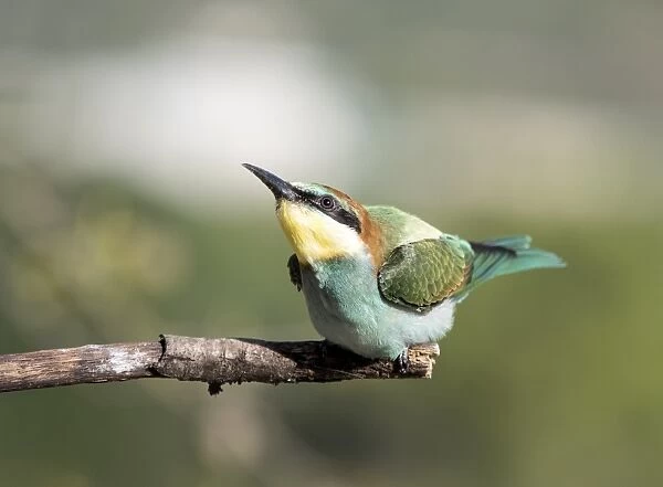 European Bee-eater (Merops apiaster) pair on branch. Spain