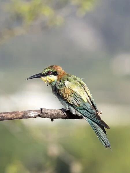 European Bee-eater (Merops apiaster) pair on branch. Spain