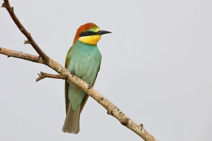Framed Print : European Bee-eater (Merops apiaster) Young bird sitting on a branch, with light background, Lake Neusiedl National Park, Seewinkel, Northern Burgenland, Burgenland, Austria Framed Print : European Bee-eater (Merops apiaster) Young bird sitting on a branch, with light background, Lake Neusiedl National Park, Seewinkel, Northern Burgenland, Burgenland, Austria