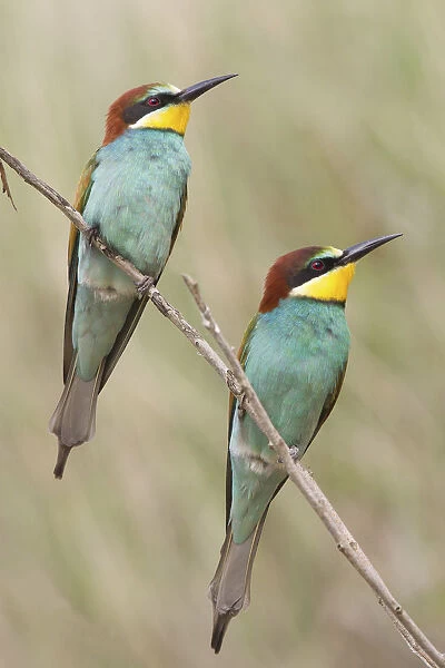 Two European Bee-Eaters -Merops apiaster-, perched on a twig, Saxony-Anhalt, Germany