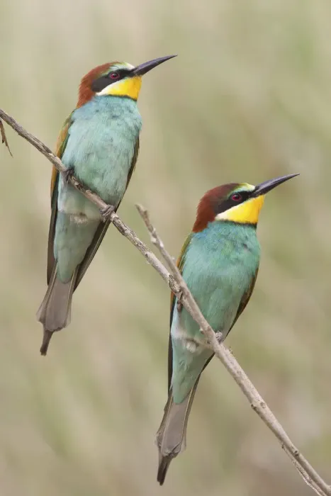 Framed Print : Two European Bee-Eaters -Merops apiaster-, perched on a twig, Saxony-Anhalt, Germany Framed Print : Two European Bee-Eaters -Merops apiaster-, perched on a twig, Saxony-Anhalt, Germany