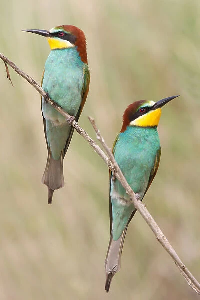 Two European Bee-Eaters -Merops apiaster-, perched on a twig, Saxony-Anhalt, Germany