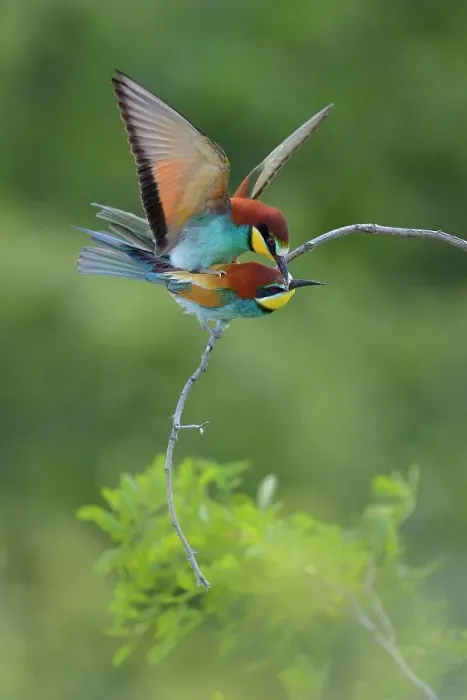 Framed Print : European Bee-eaters (Merops apiaster), pair mating on an acacia shrub, Kiskunsag National Park, Hungary Framed Print : European Bee-eaters (Merops apiaster), pair mating on an acacia shrub, Kiskunsag National Park, Hungary