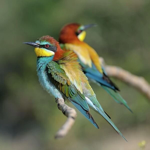 European Bee-eaters (Merops apiaster), breeding pair perched on a branch, Kiskunsag National Park, Hungary