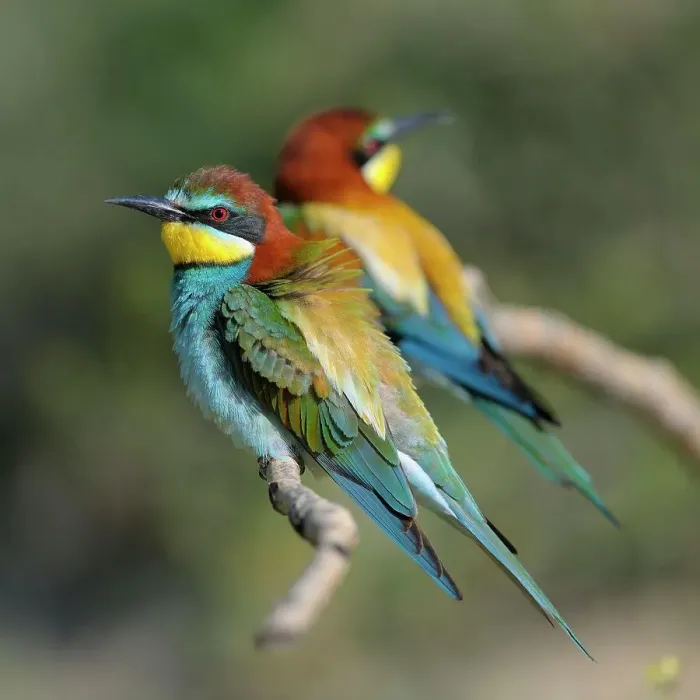 Framed Print : European Bee-eaters (Merops apiaster), breeding pair perched on a branch, Kiskunsag National Park, Hungary