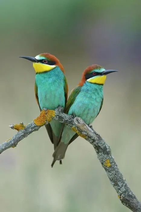 Framed Print : European Bee-eaters (Merops apiaster), breeding pair, perched on a branch, Kiskunsag National Park, Hungary Framed Print : European Bee-eaters (Merops apiaster), breeding pair, perched on a branch, Kiskunsag National Park, Hungary