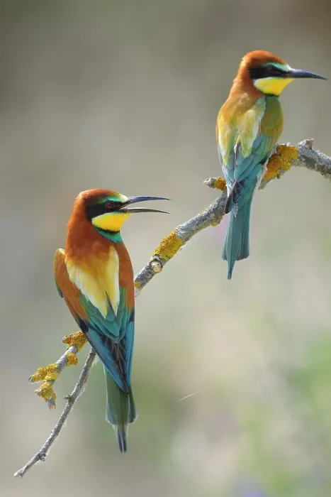 Framed Print : European Bee-eaters (Merops apiaster), breeding pair, perched on a branch, Kiskunsag National Park, Hungary Framed Print : European Bee-eaters (Merops apiaster), breeding pair, perched on a branch, Kiskunsag National Park, Hungary