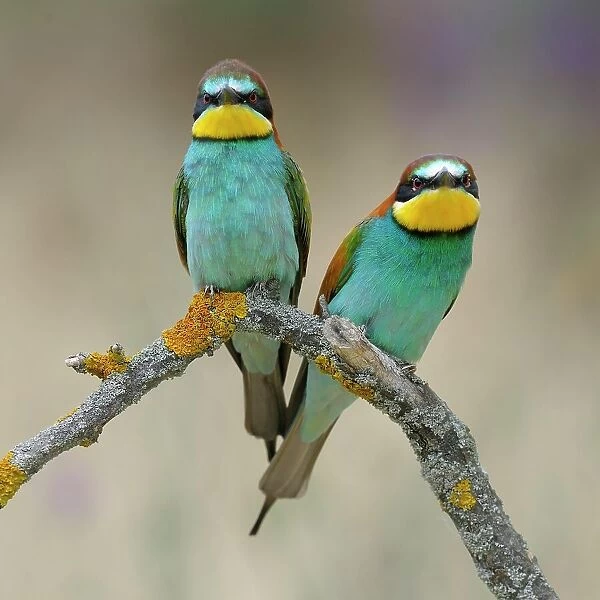 European Bee-eaters (Merops apiaster), breeding pair, perched on a branch, Kiskunsag National Park, Hungary