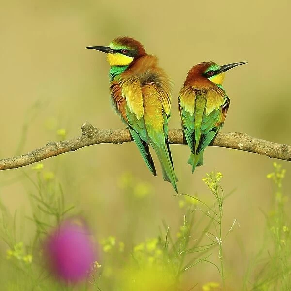European Bee-eaters (Merops apiaster), breeding pair perched on a branch in a flowering meadow, Kiskunsag National Park, Hungary