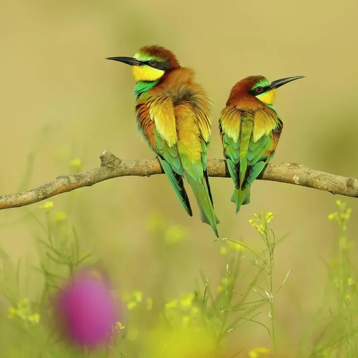 Framed Print : European Bee-eaters (Merops apiaster), breeding pair perched on a branch in a flowering meadow, Kiskunsag National Park, Hungary Framed Print : European Bee-eaters (Merops apiaster), breeding pair perched on a branch in a flowering meadow, Kiskunsag National Park, Hungary