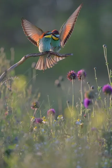 Framed Print : European bee-eaters (Merops apiaster), breeding pair, male approaching perch in flower meadow, Kiskunsag National Park, Hungary Framed Print : European bee-eaters (Merops apiaster), breeding pair, male approaching perch in flower meadow, Kiskunsag National Park, Hungary
