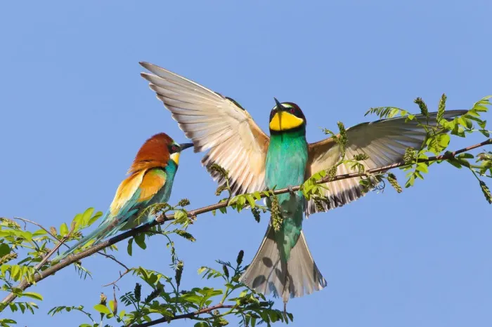 Framed Print : Two European Bee-eaters -Merops apiaster- on a branch, Saxony-Anhalt, Germany Framed Print : Two European Bee-eaters -Merops apiaster- on a branch, Saxony-Anhalt, Germany