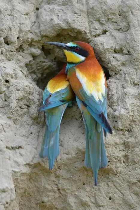 Framed Print : European Bee-eaters (Merops apiaster) breeding pair, in inspecting a nesting hole, Kiskunsag National Park, Hungary Framed Print : European Bee-eaters (Merops apiaster) breeding pair, in inspecting a nesting hole, Kiskunsag National Park, Hungary