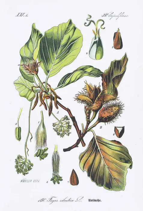Framed Print : EUROPEAN BEECH chromolithograph 1886