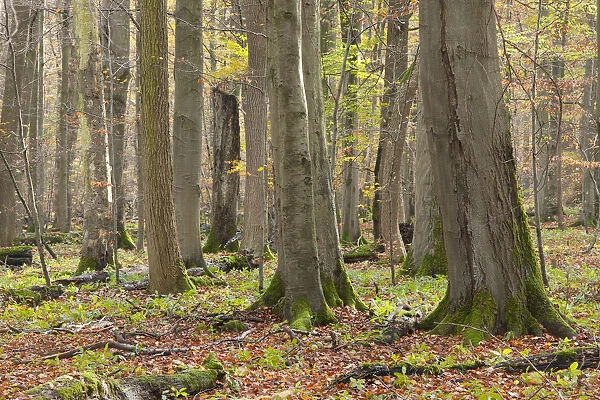 European Beech or Common Beech -Fagus sylvatica-, European beech forest in autumn, Hainich National Park, Thuringia, Germany