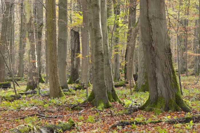 Framed Print : European Beech or Common Beech -Fagus sylvatica-, European beech forest in autumn, Hainich National Park, Thuringia, Germany Framed Print : European Beech or Common Beech -Fagus sylvatica-, European beech forest in autumn, Hainich National Park, Thuringia, Germany