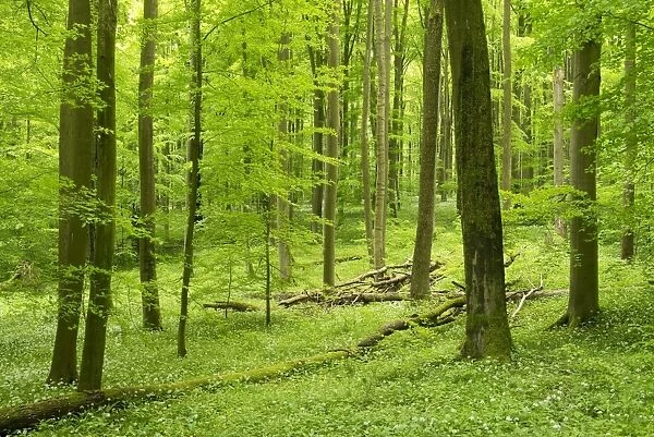 European Beech or Common Beech forest -Fagus sylvatica- in spring, Hainich National Park, Thuringia, Germany