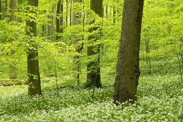European Beech or Common Beech forest -Fagus sylvatica- with flowering Wild Garlic -Allium ursinum-, Hainich National Park, Thuringia, Germany
