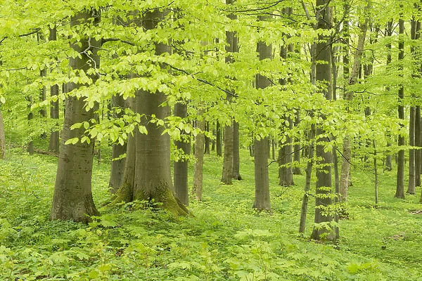 European Beech or Common Beech forest -Fagus sylvatica-, in spring, Hainich National Park, near Eisenach, Thuringia, Germany