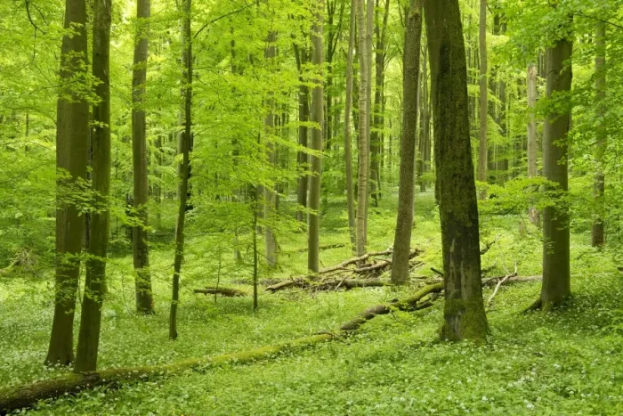 Framed Print : European Beech or Common Beech forest -Fagus sylvatica- in spring, Hainich National Park, Thuringia, Germany Framed Print : European Beech or Common Beech forest -Fagus sylvatica- in spring, Hainich National Park, Thuringia, Germany