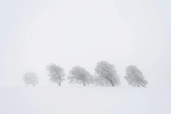 European Beech -Fagus sylvatica-, wind-bent beech trees on Schauinsland Mountain in winter, Breisgau, Schwarzwald, Baden-Wurttemberg, Germany