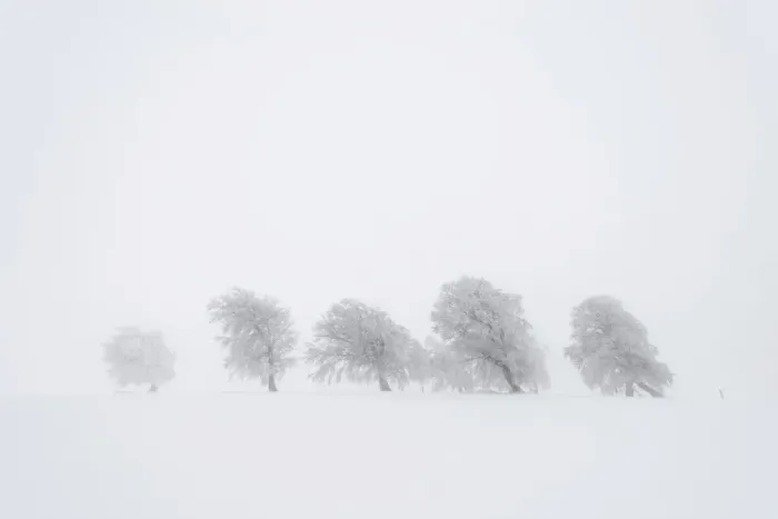 Framed Print : European Beech -Fagus sylvatica-, wind-bent beech trees on Schauinsland Mountain in winter, Breisgau, Schwarzwald, Baden-Wurttemberg, Germany
