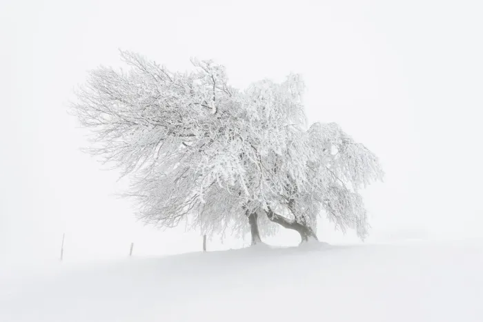 Framed Print : European Beech -Fagus sylvatica-, wind-bent beech trees on Schauinsland Mountain in winter, Breisgau, Schwarzwald, Baden-Wurttemberg, Germany Framed Print : European Beech -Fagus sylvatica-, wind-bent beech trees on Schauinsland Mountain in winter, Breisgau, Schwarzwald, Baden-Wurttemberg, Germany
