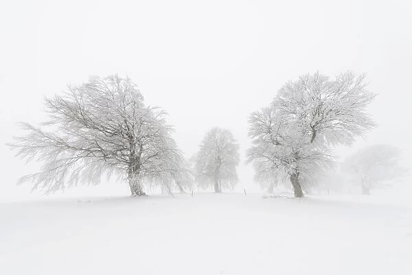 European Beech -Fagus sylvatica-, wind-bent beech trees on Schauinsland Mountain in winter, Breisgau, Schwarzwald, Baden-Wurttemberg, Germany