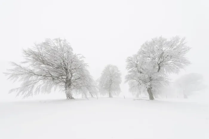 Framed Print : European Beech -Fagus sylvatica-, wind-bent beech trees on Schauinsland Mountain in winter, Breisgau, Schwarzwald, Baden-Wurttemberg, Germany